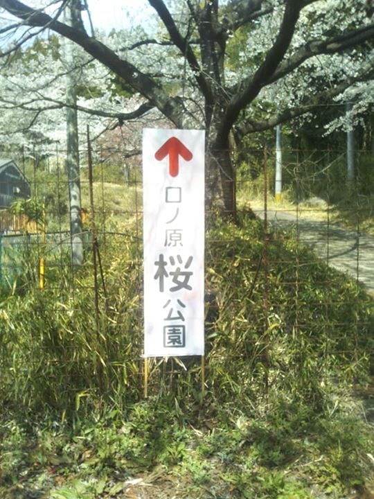 口の原公園の桜